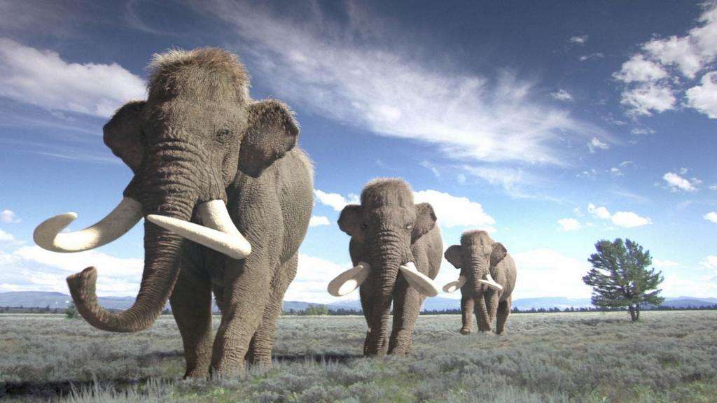 2020复活灭绝猛犸象进展,猛犸象是被人类猎杀灭绝的吗