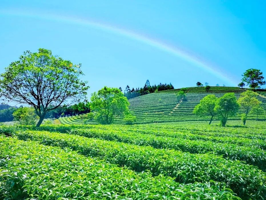 大明山有机绿茶,弱水三千只取一杯茶