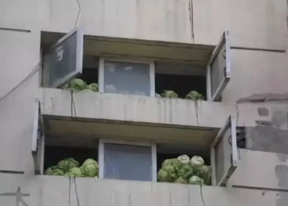 东北人冬天买白菜,盘点东北人买白菜
