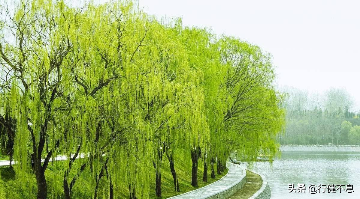 经典咏柳宋词,关于咏柳著名诗句及其赏析