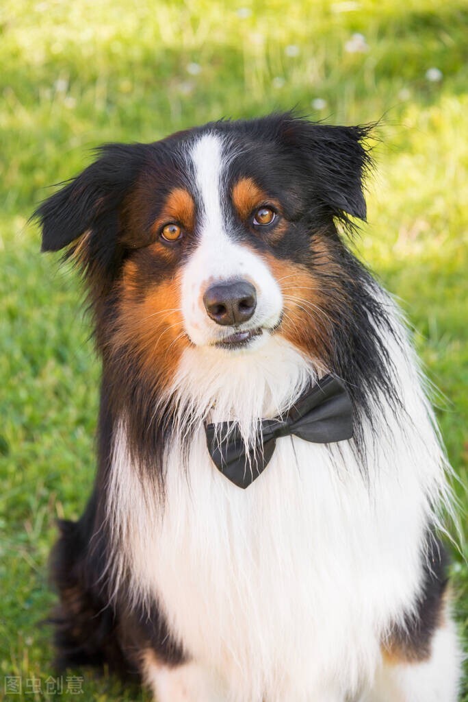 大型犬髋关节疾病,小型犬髋关节有问题怎么治疗