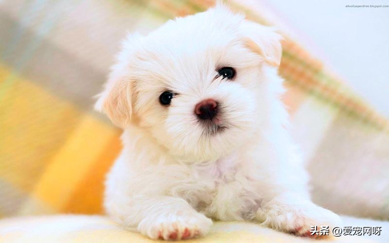 狗狗取个健康平安的名字,怎么给狗狗取发财的名字