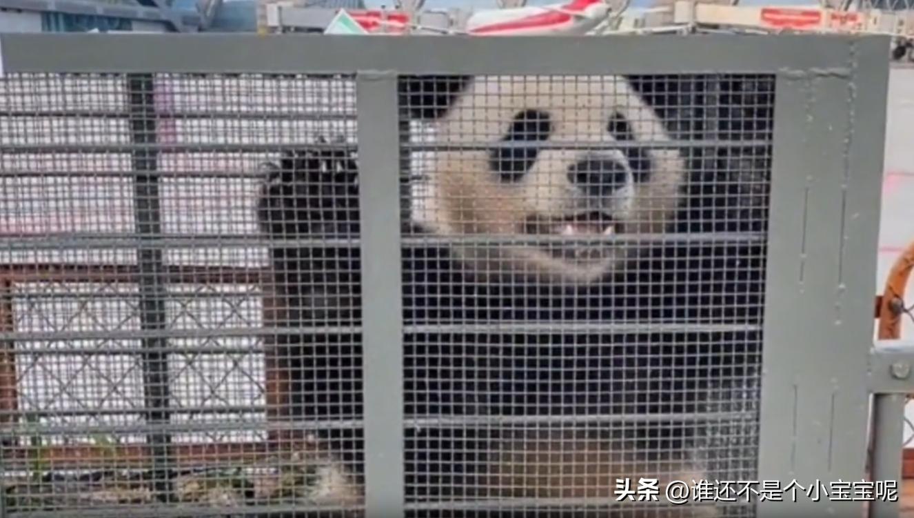 大熊猫皓月和花花,大熊猫花花有几个绯闻男友