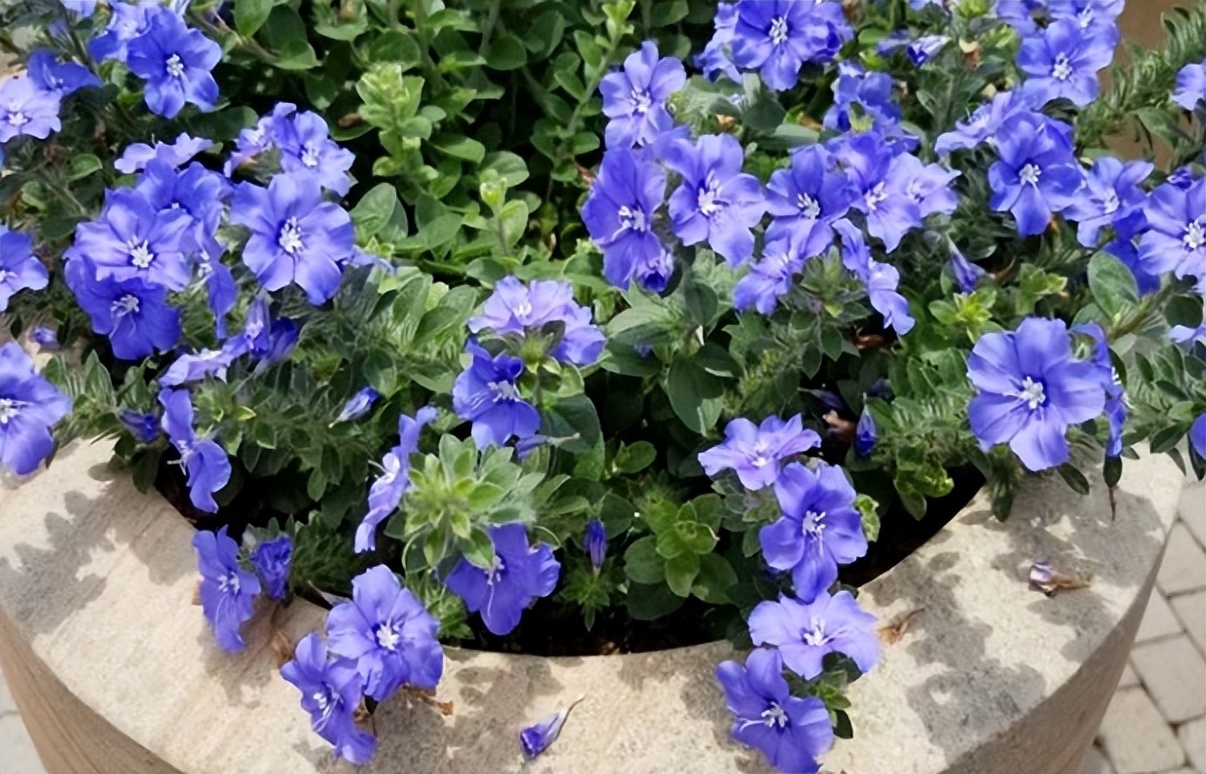 推荐几种颜值高又好养的室内花卉,8种容易开花又好养的庭院花卉