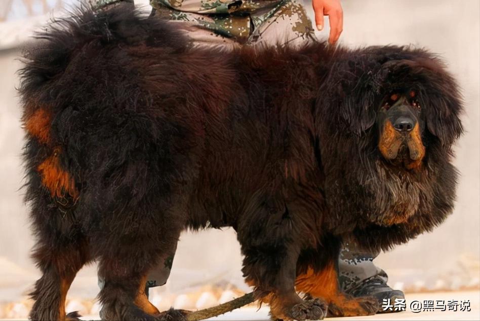 濒临灭绝藏獒,藏獒濒临灭绝