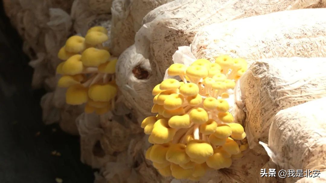 乡村振兴菌菇产业图文,扶贫菇铺就脱贫致富路