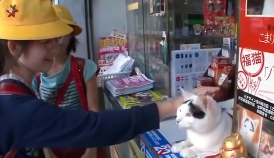 现实版招财喵，帮铲屎官实现月入过万，成为最强吉祥物！