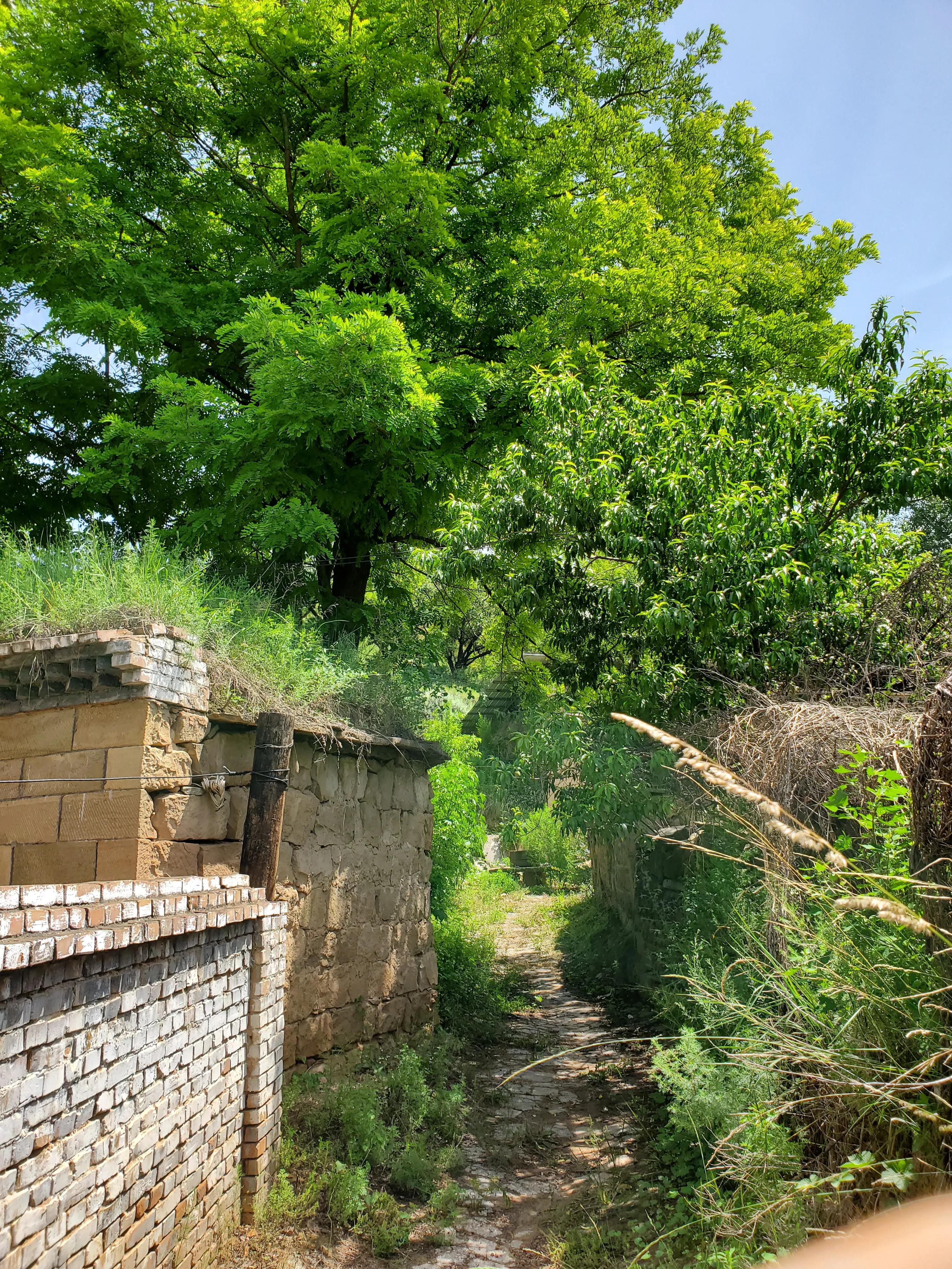 庄稼的风景视频,庄稼的风景