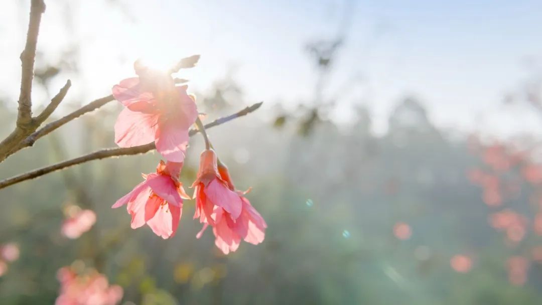 最好的十首唐诗,唐诗中最唯美的四字诗句