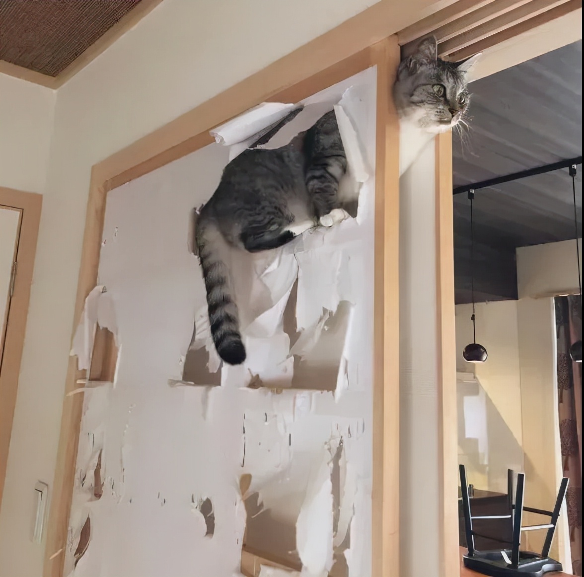 别人家的猫是液体还是固体,猫都是水做的