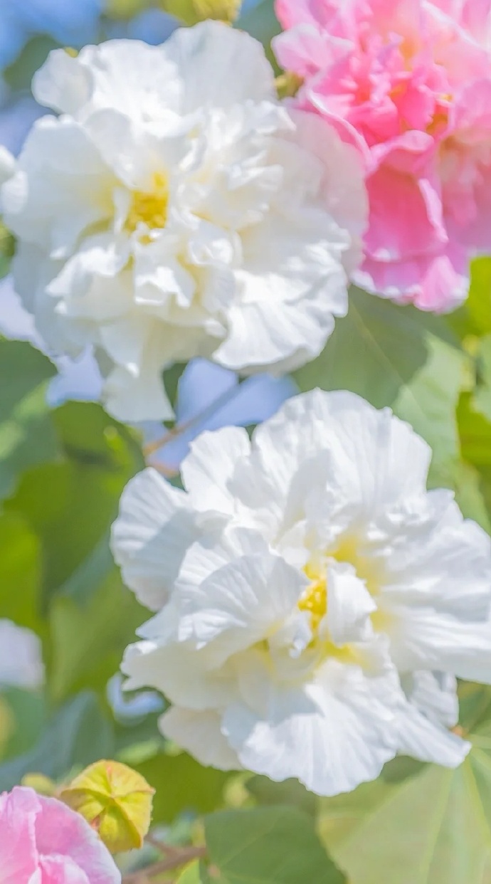 老了跟父母一起住还是分开住,人老了能和子女在一起住吗