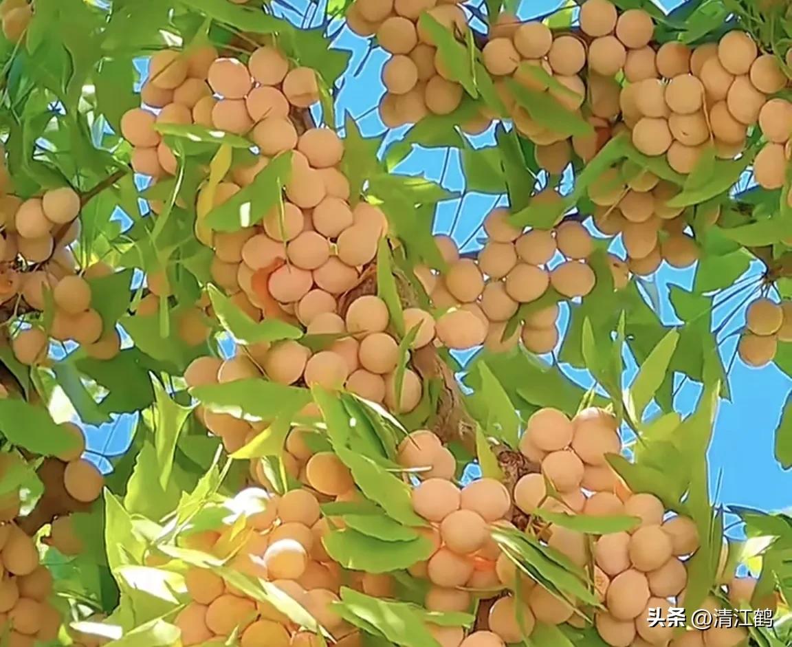 怎样辨别叶面肥好坏,叶面肥怎样选择真假和用量