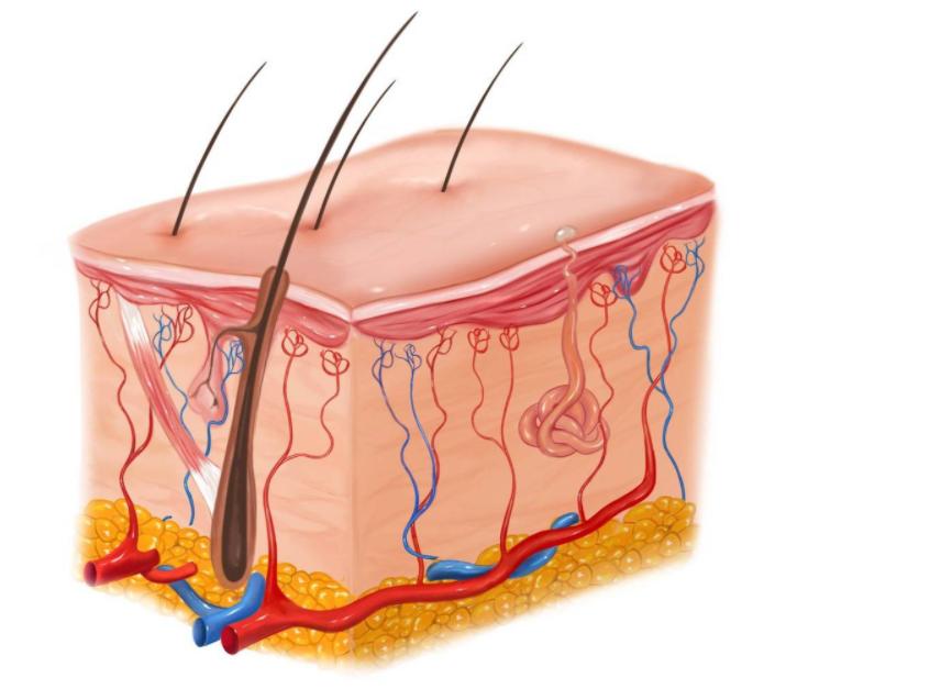 脖子和腋下的小肉粒是怎么回事,脖子和腋下的小肉粒能揪掉吗