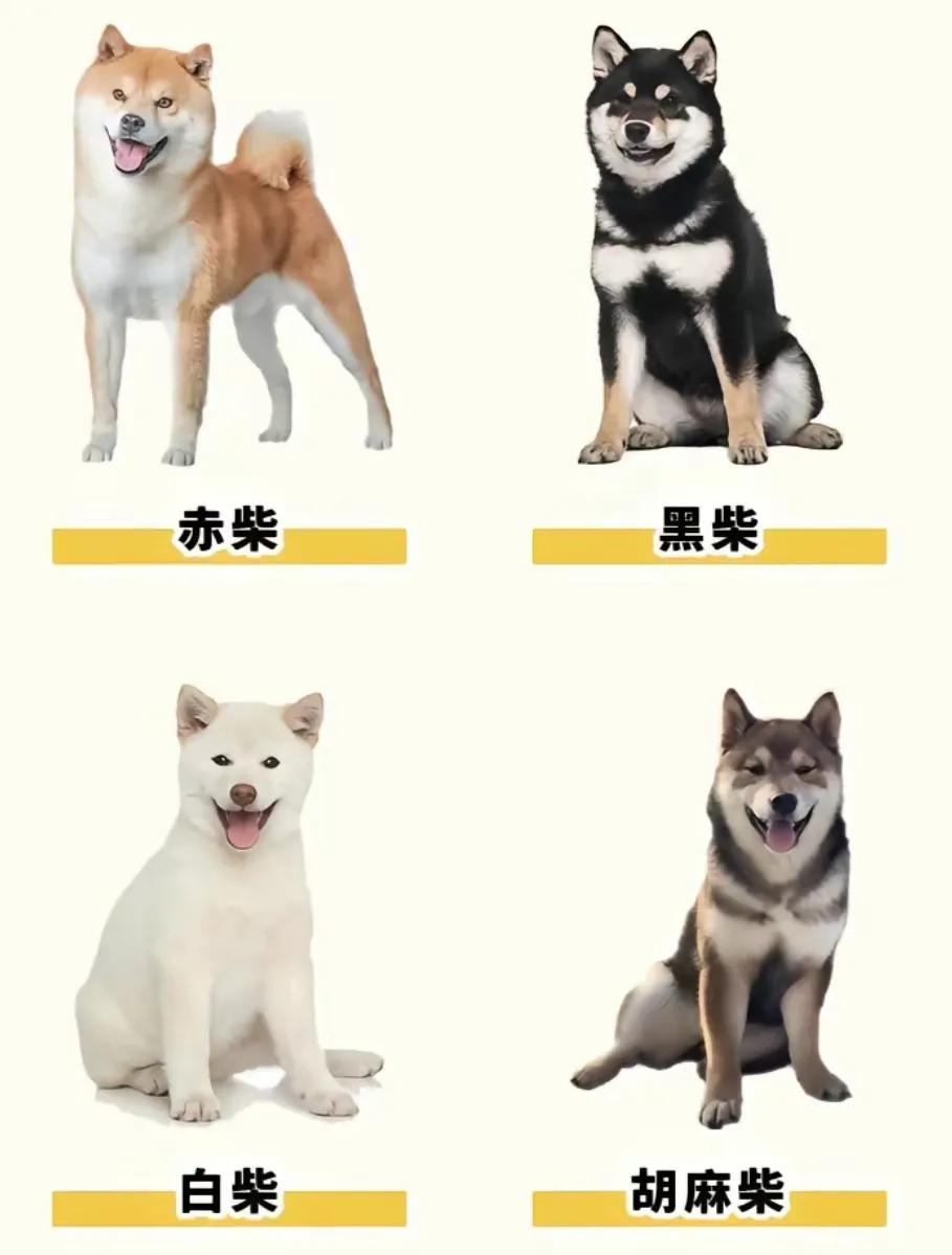 什么是柴犬中华田园犬,什么是胡麻柴犬