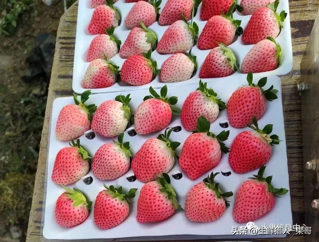 最好吃的白草莓品种前十名,好吃实惠的草莓品种有哪些