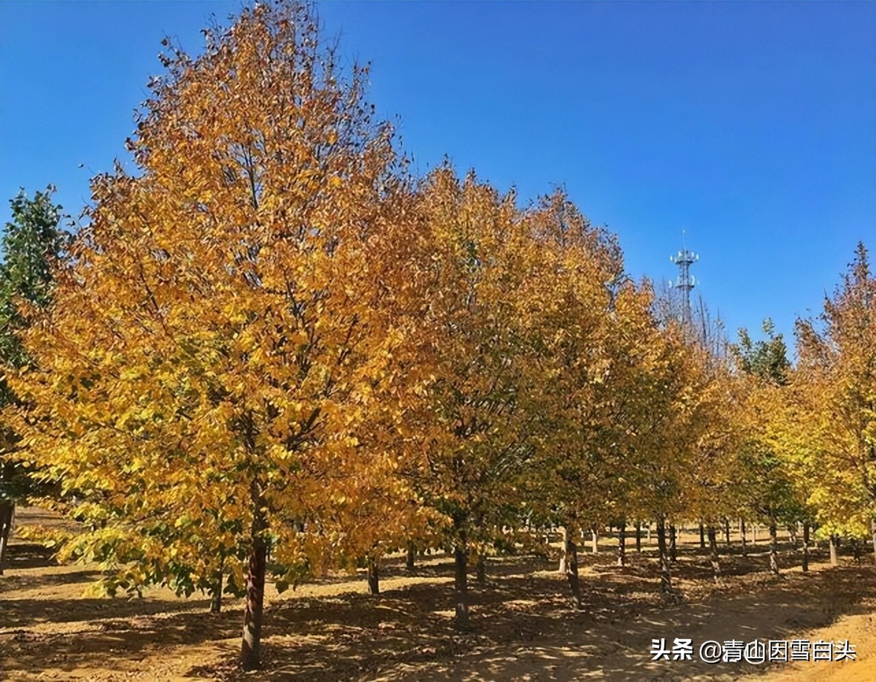 种树植树节,植树节种树的过程