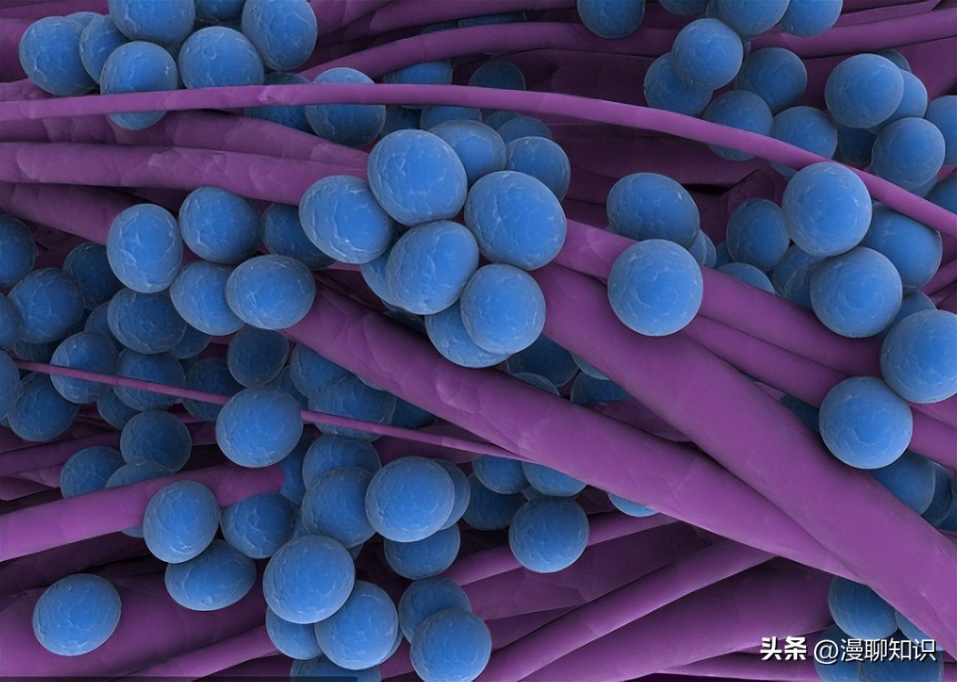 牦牛是高山地区牛的独特品种，肉质鲜嫩，但却饱受葡萄球菌的侵害