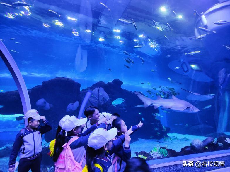 蔚蓝做苍穹，鱼儿变繁星！新川学子，走进浩海立方，探秘无限海洋
