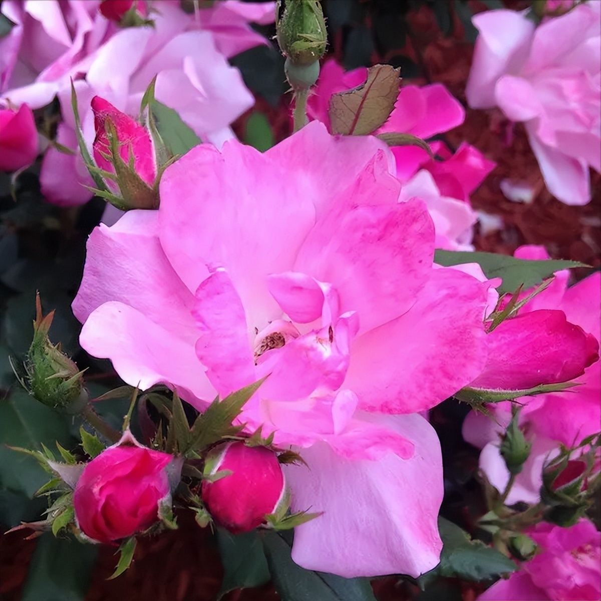 小庭院种植什么灌木好,适合阳台庭院灌木