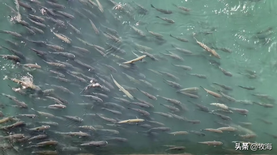 长江鲢鳙鱼群,湖北为什么鲢鳙多