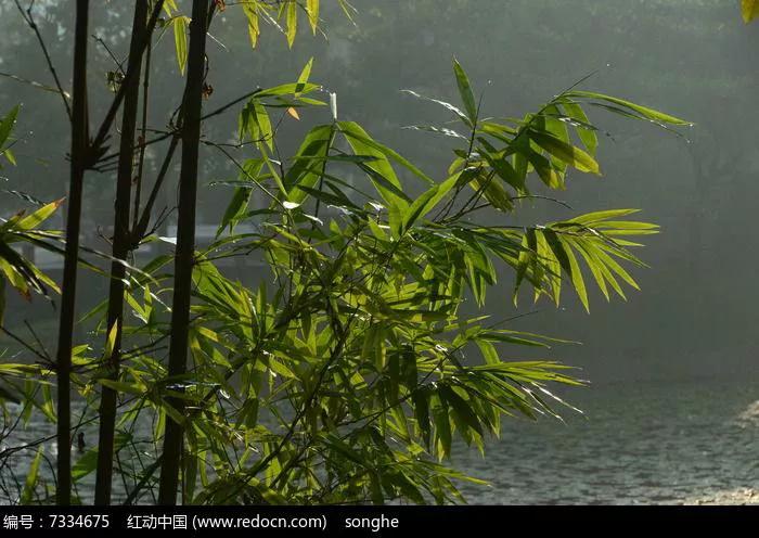 关于春雨的随想,春雨的心绪