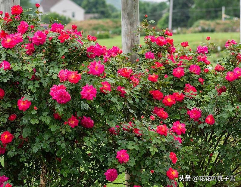 2019月季新品种金奖,超新品月季有哪些品种