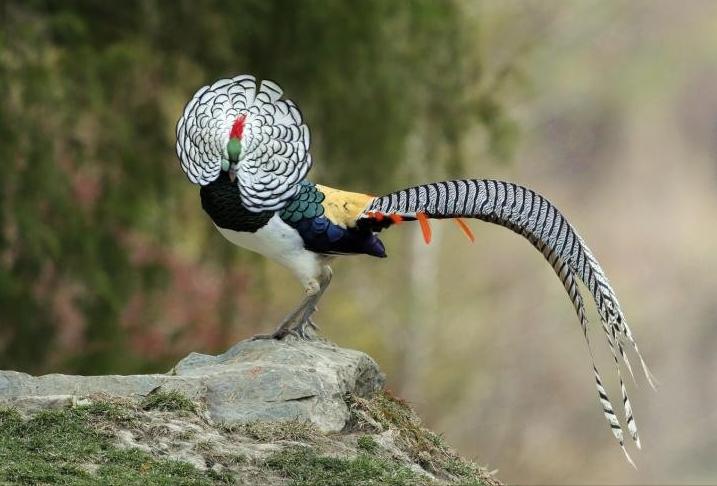 成都凤凰山上有野生动物,四川原始森林里有神秘动物