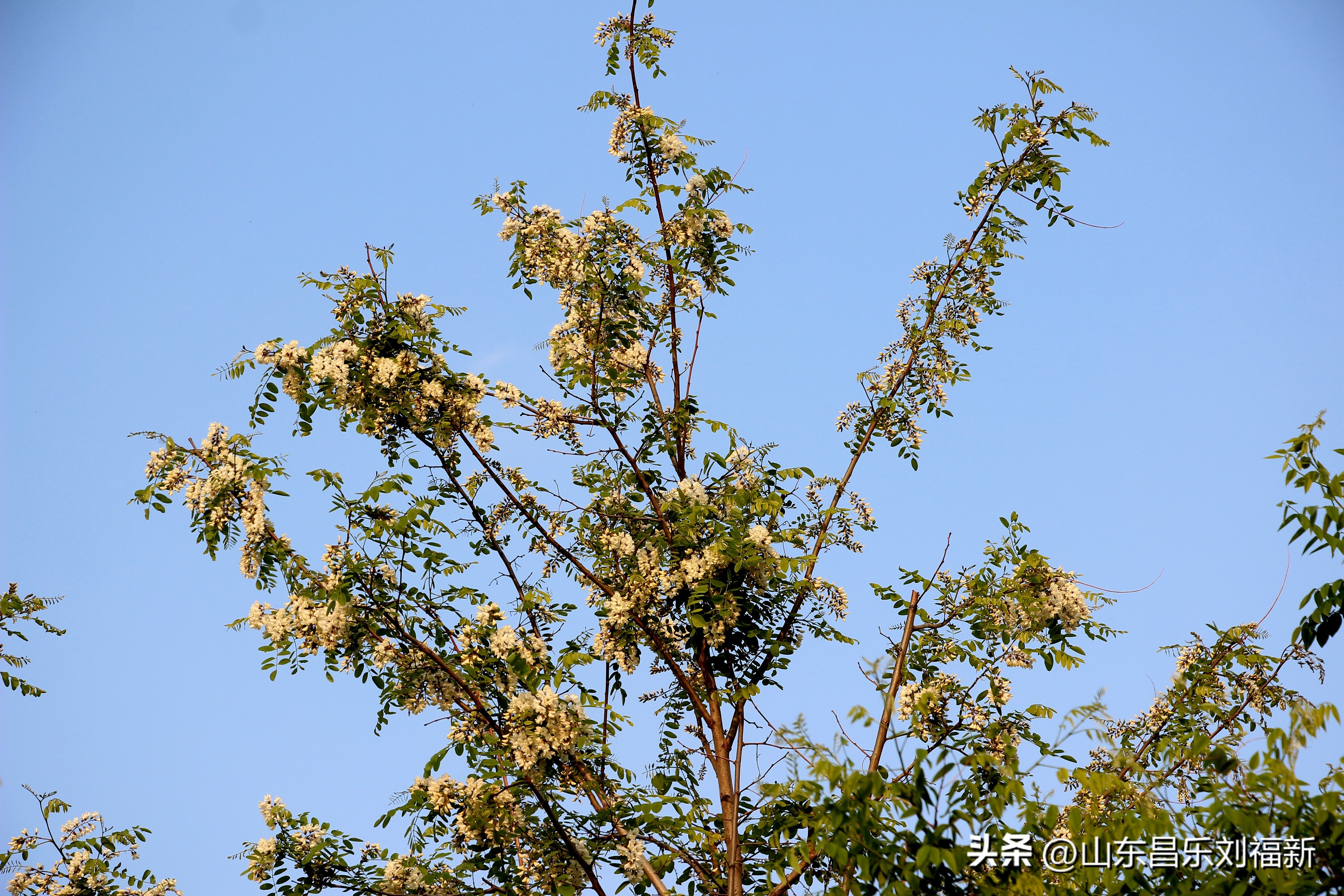 洋槐花·万马奔腾电器·鄌郚医院贴膏药