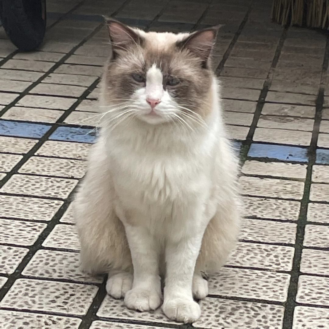 暹罗猫跟布偶,暹罗猫和布偶猫什么区别