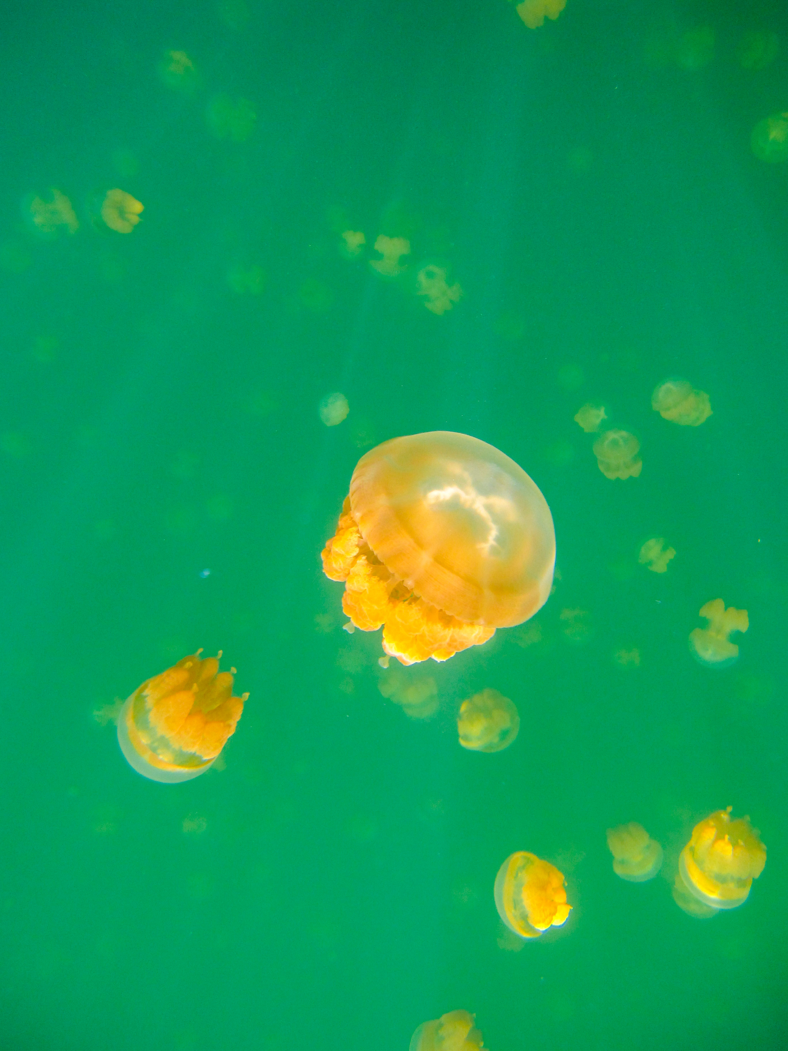 上帝的水族箱,上帝的鱼缸马尔代夫