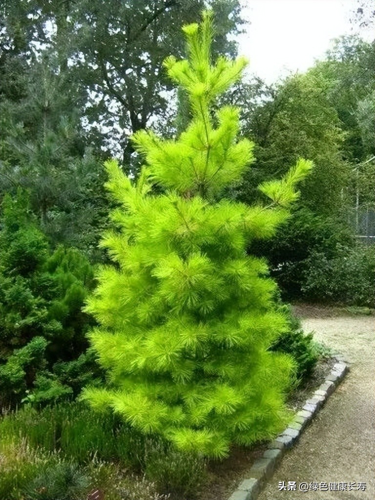 最漂亮的松树开花图片,哪种松树开花好看