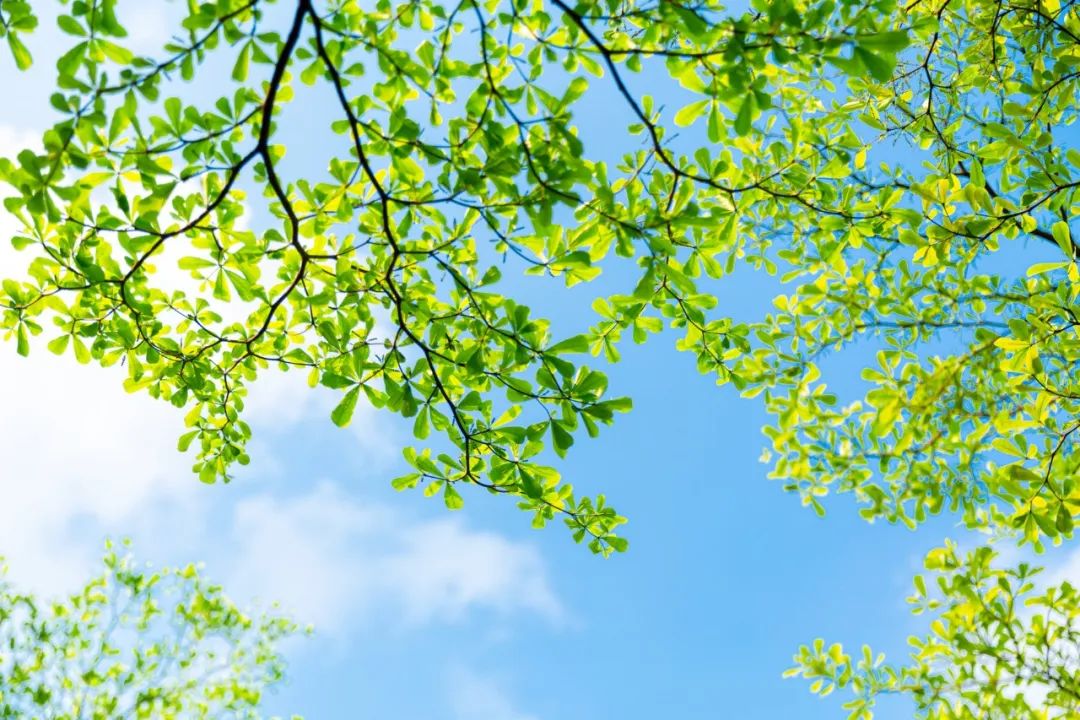 关于夏日荷花的诗句唯美,最美夏日诗词盘点