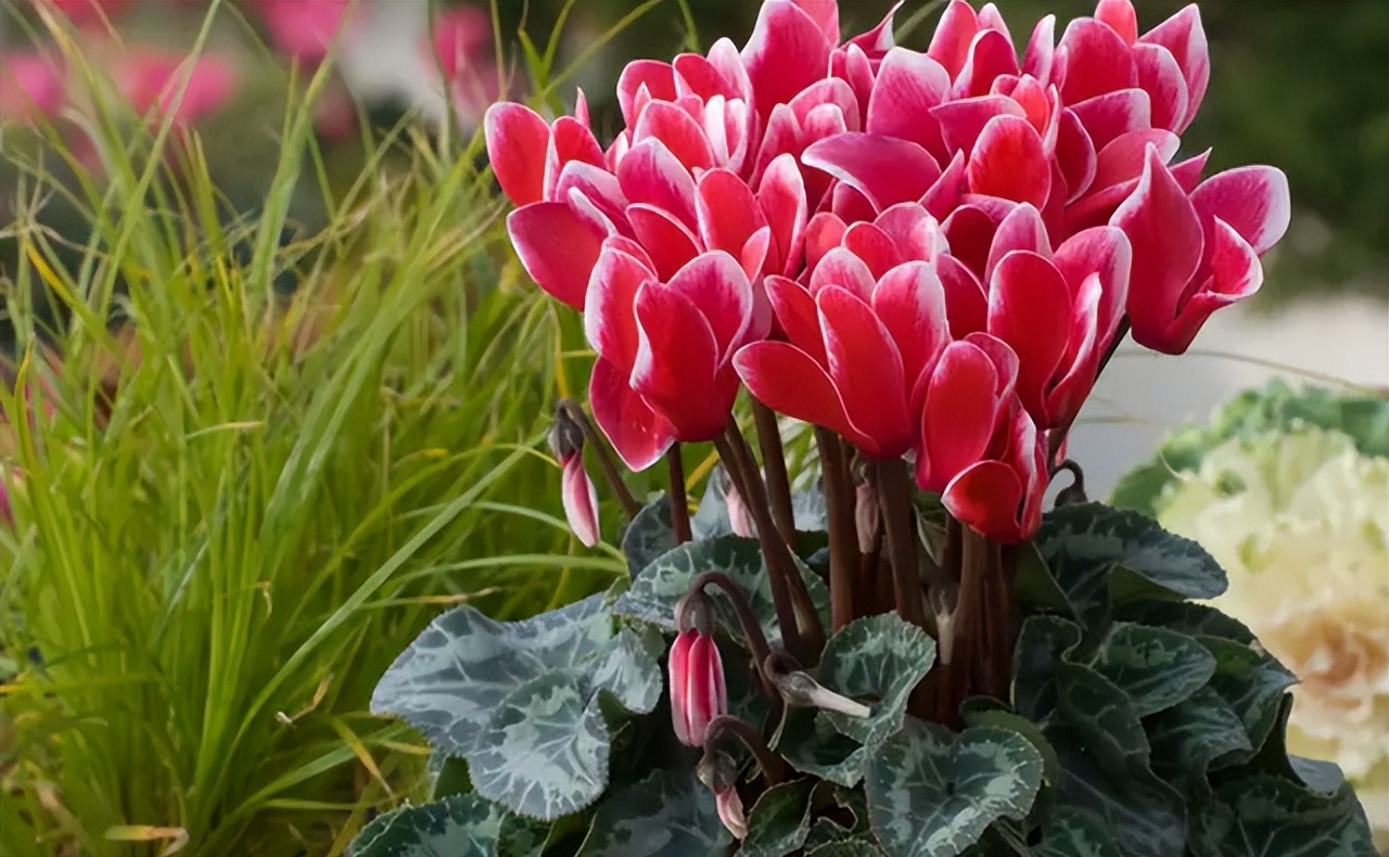 5种花浇不死浇水越多长得越旺,十种不能乱浇水的花