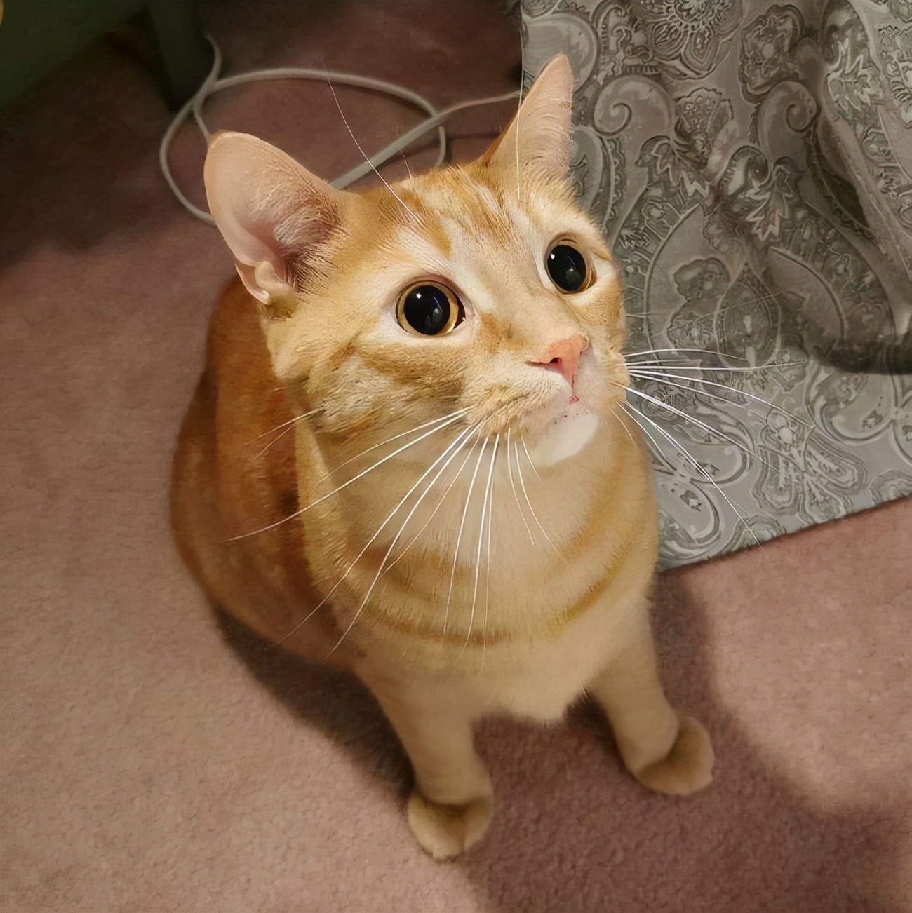 猫咪这几种行为其实是在保护你,猫咪做这6件事说明它恨死你了