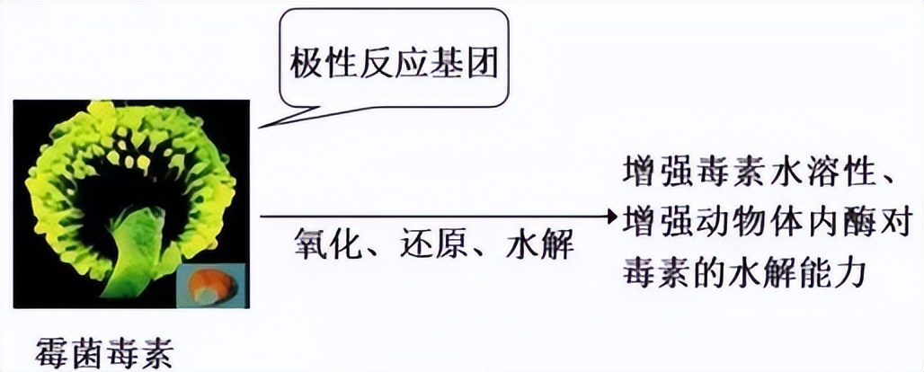 猪霉菌毒素的危害的症状,影响霉菌毒素产生的原因