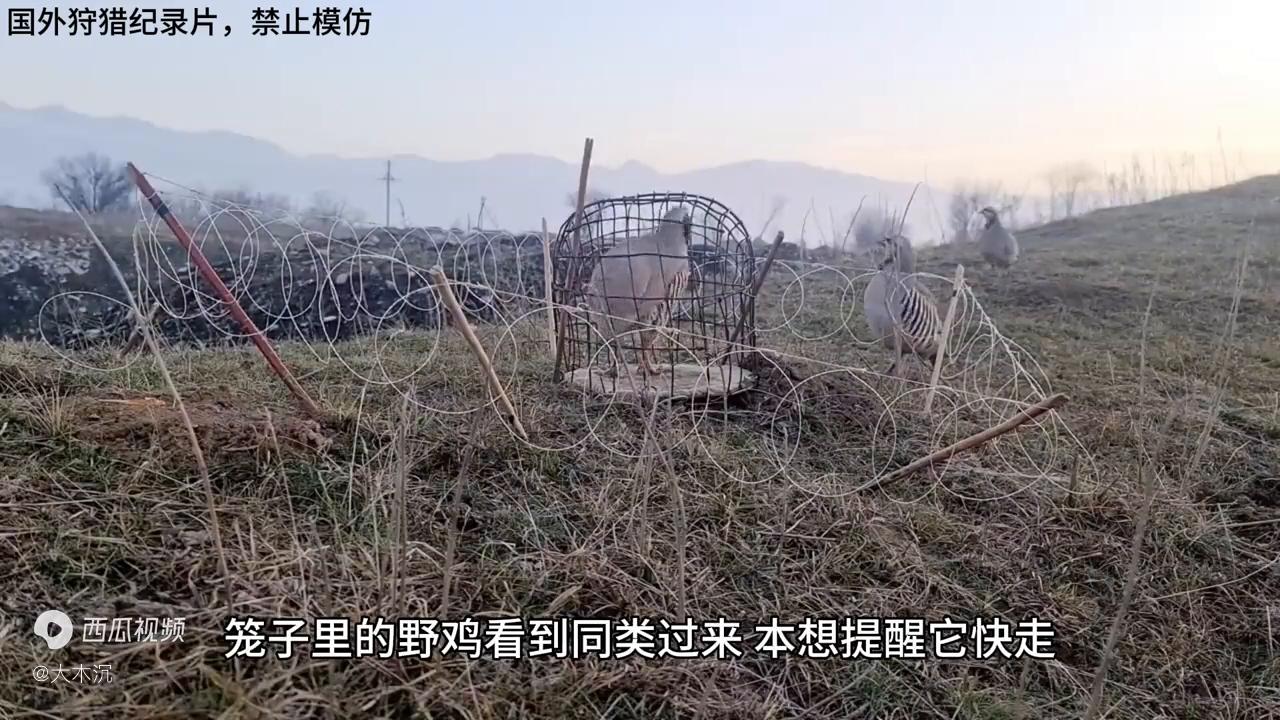 老表用野鸡做诱饵，引来一群野鸡，今晚又可以饱餐一顿了