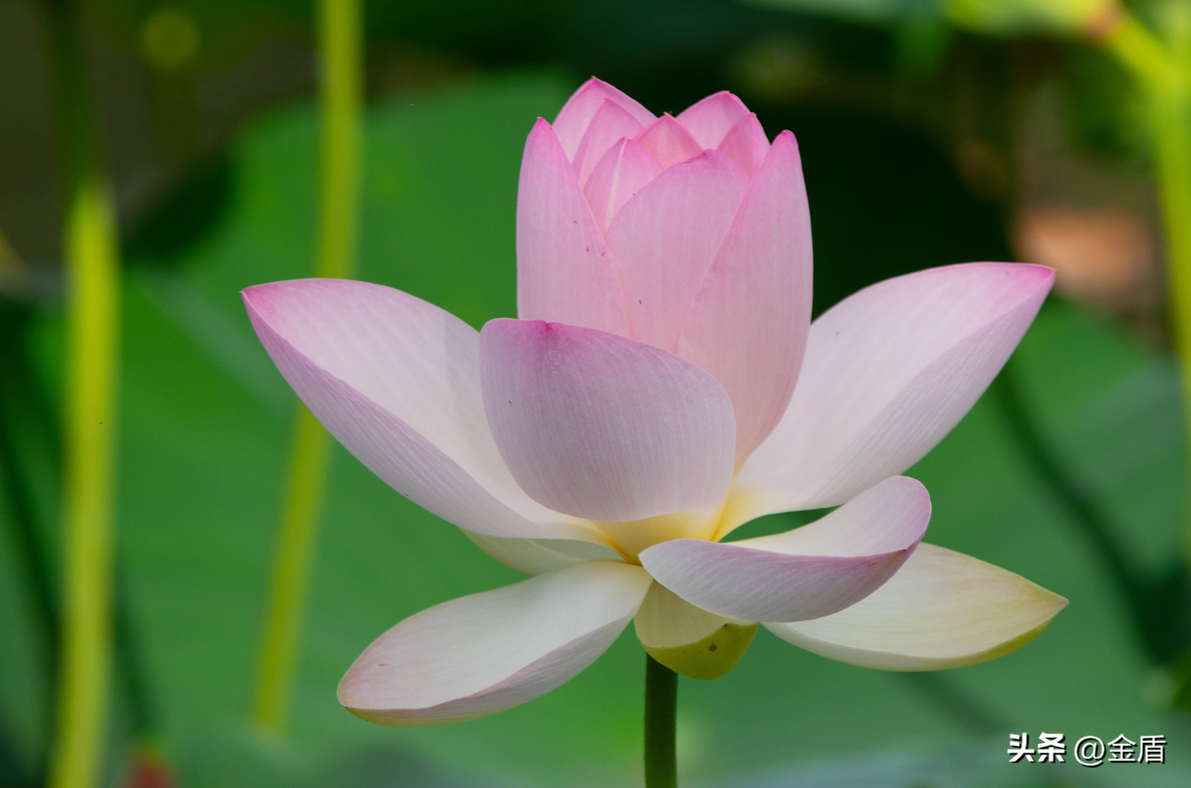 荷花的品格精神有哪些,荷花内在精神品质