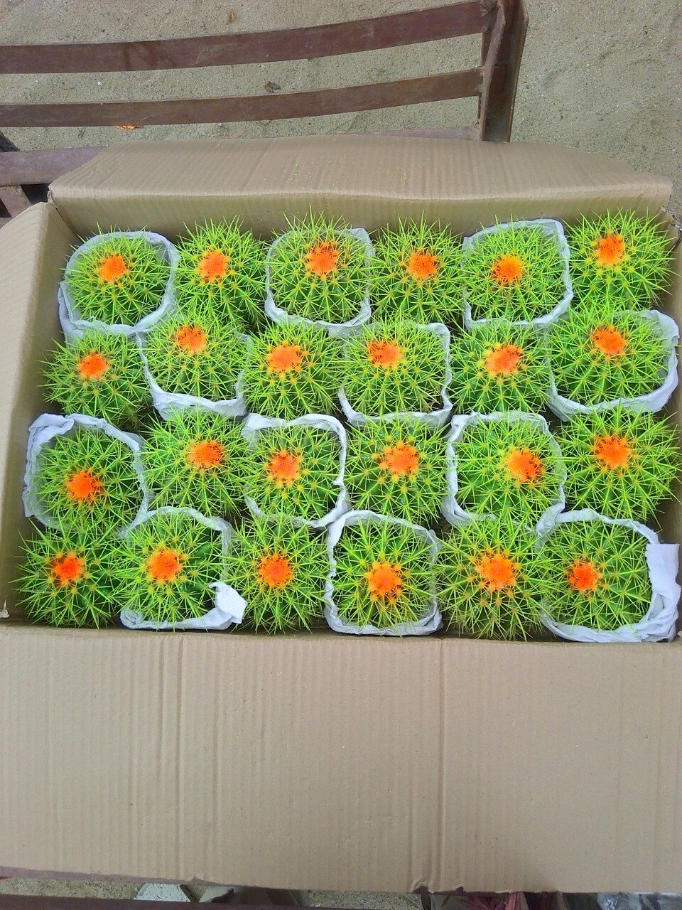 什么样的花好养又耐活,哪些花坑人