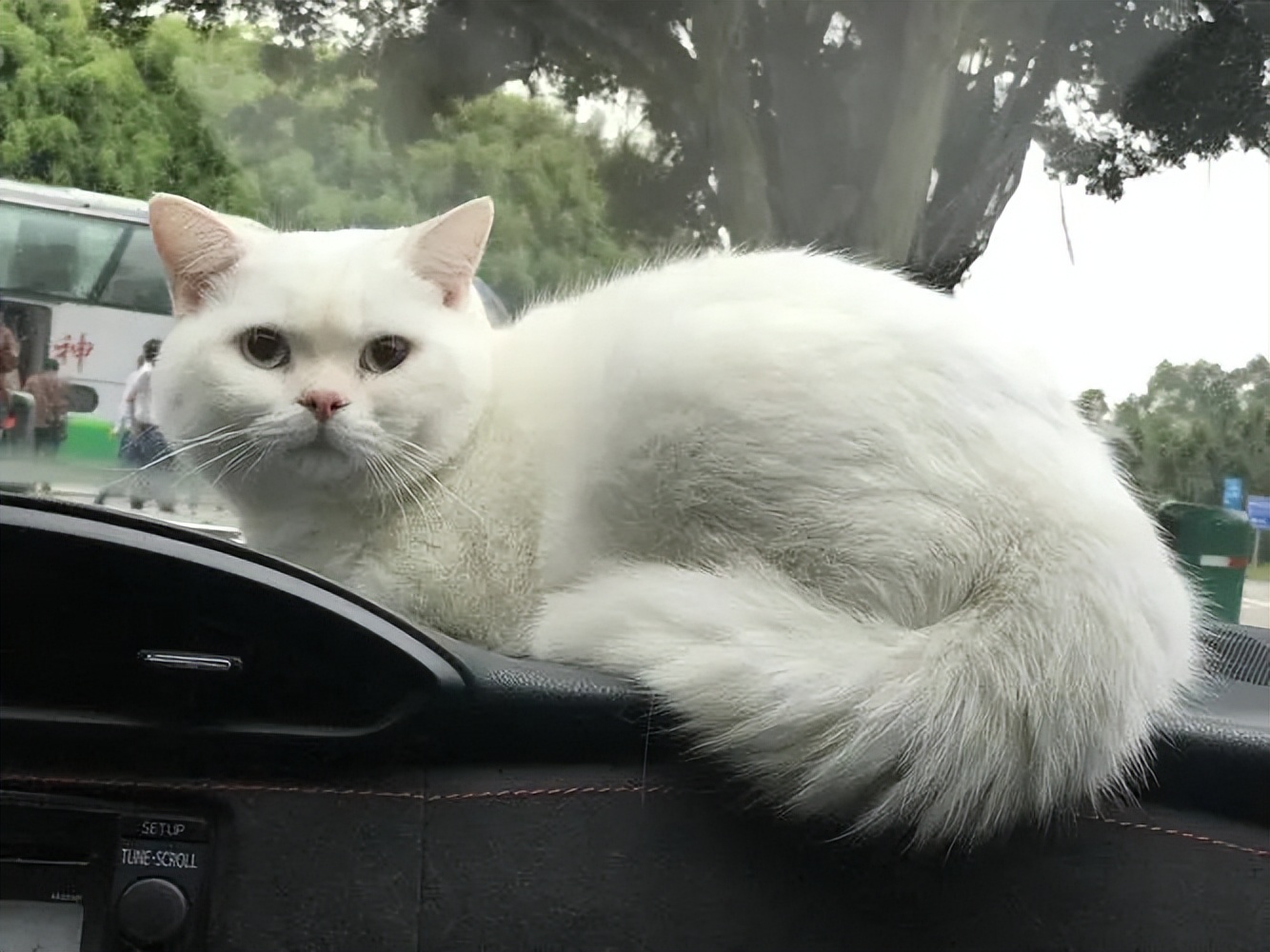 关于卖猫的文案高级,卖猫文案吸引眼球