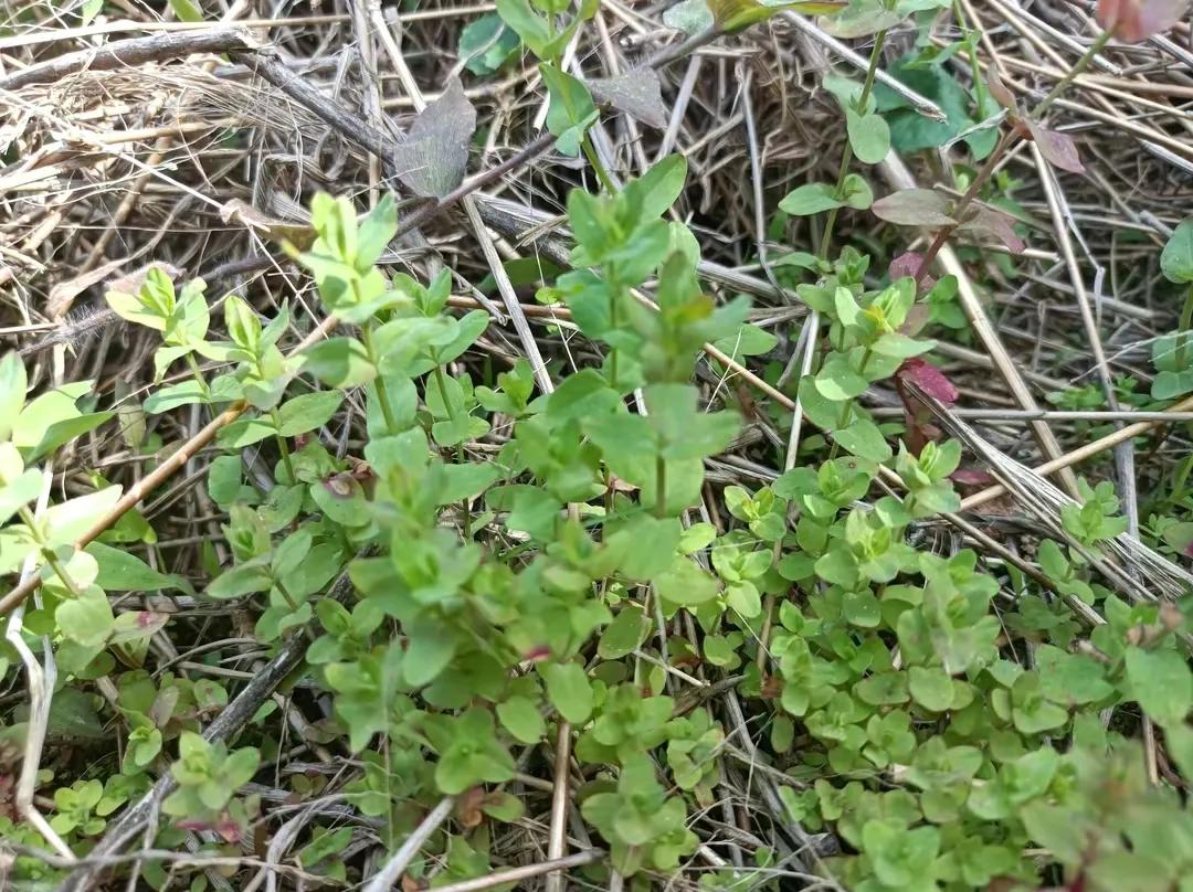 田边常见的草,农村有的护肝草图片