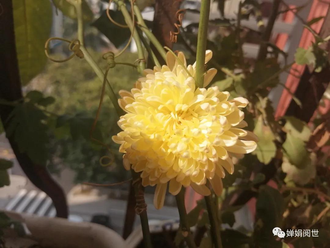 人生的疼痛埋在心里,人生的遗憾一句话