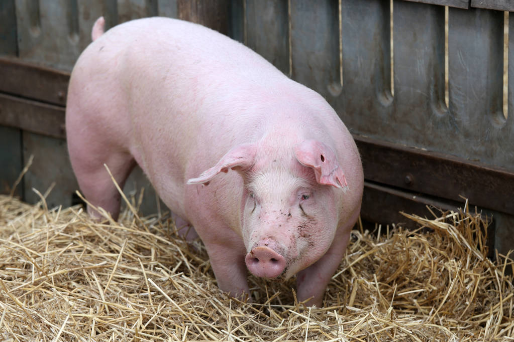 养猪户的技巧和方法,农家养猪小诀窍