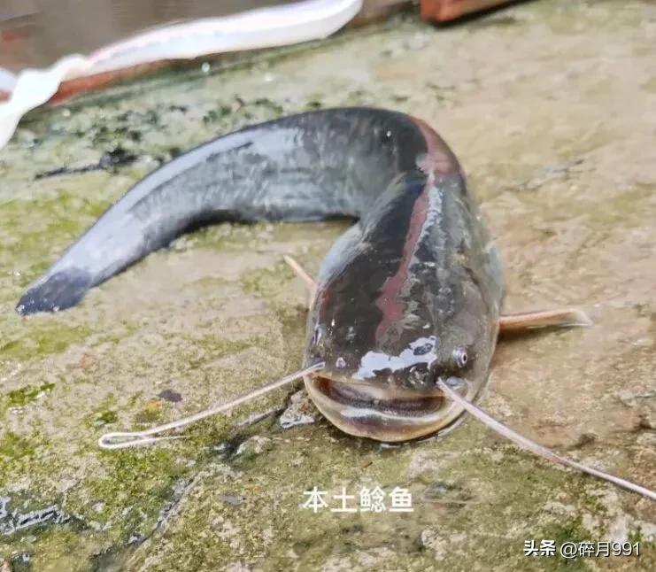 钓鱼人最喜欢吃哪一种淡水鱼,青鱼草鱼鲫鱼鲤鱼淡水鱼