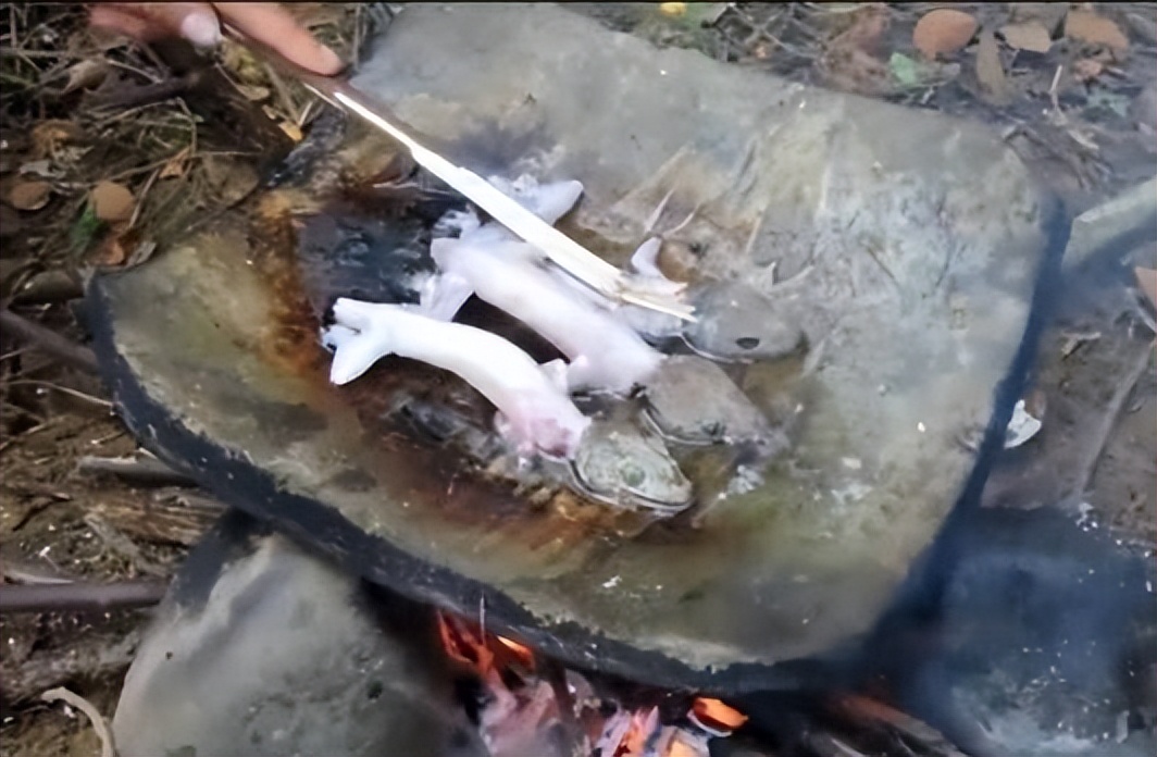 丛林探险美食大全,真正的丛林美食有哪些