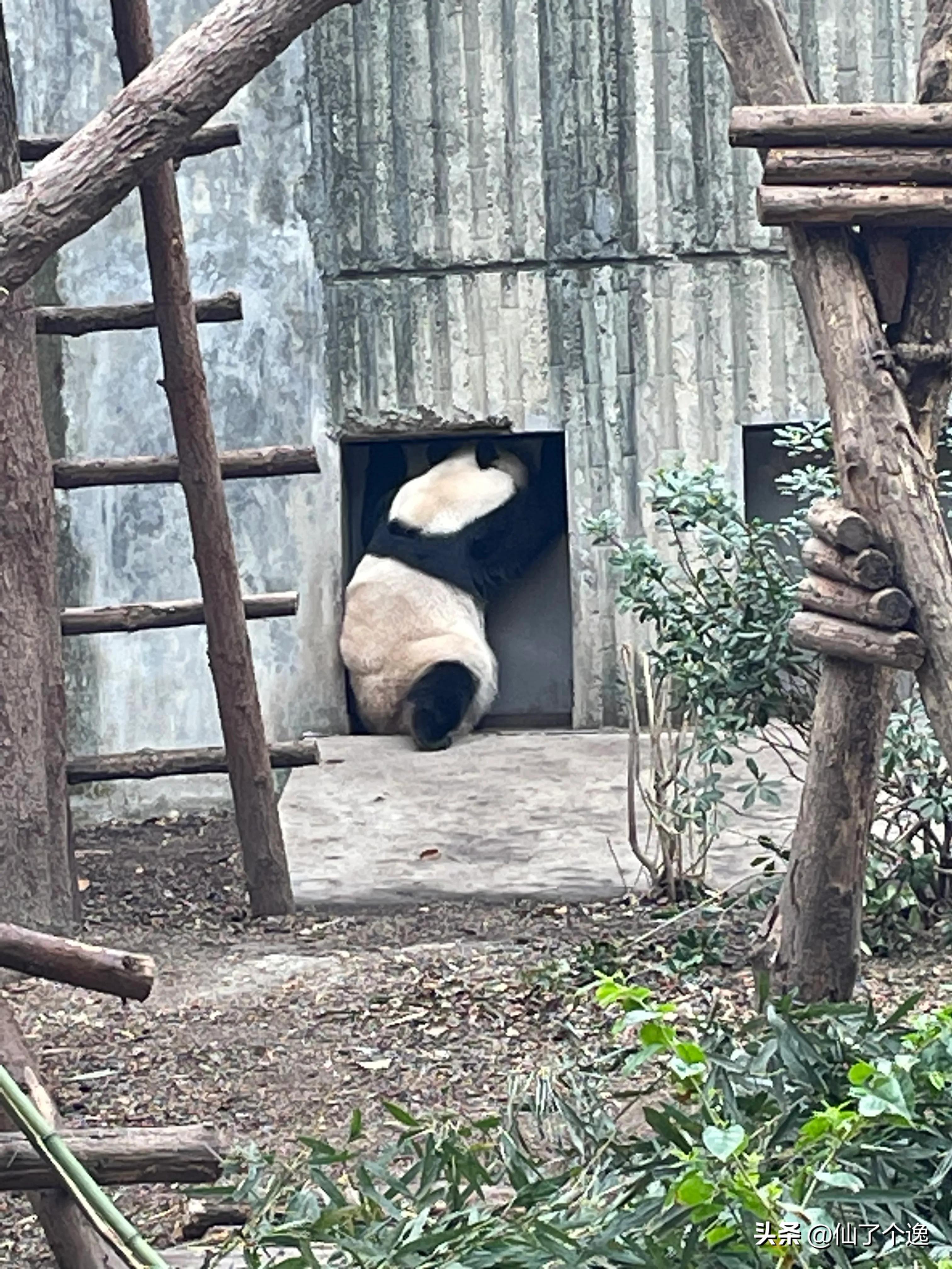 在外国看大熊猫怎么收费,中国5块看大熊猫