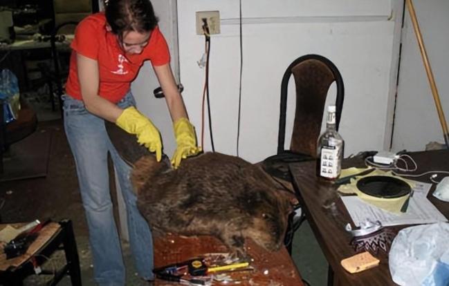 上海多地出现的巨大老鼠,上海发现巨型老鼠重达17公斤