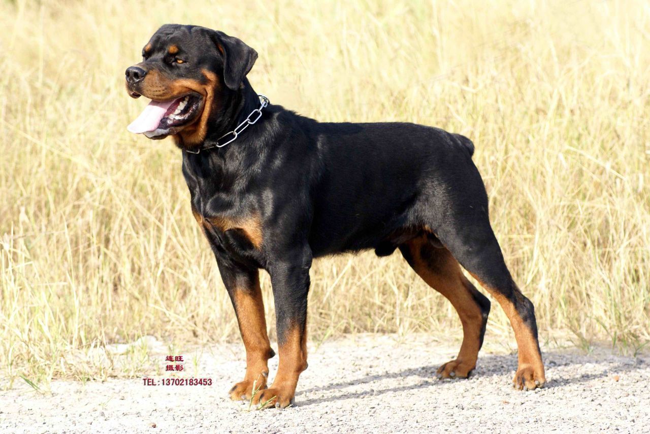 世界十大警犬排名,世界最知名的十大警犬