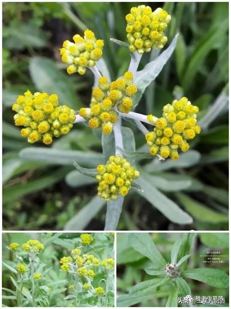 石家庄挖野菜攻略,挖野菜攻略