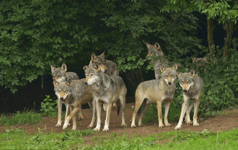 狼的弱点,狼最致命的弱点是什么