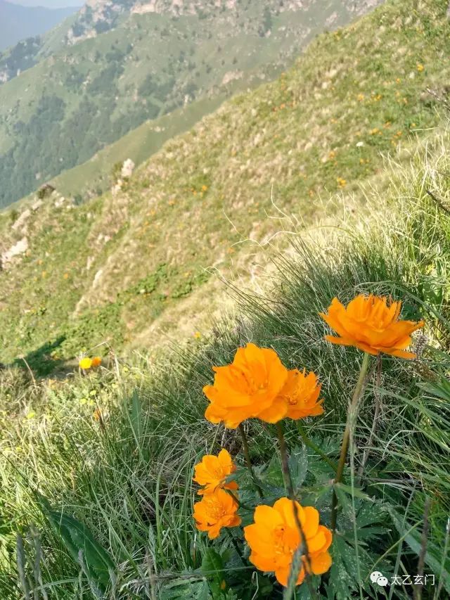 小五台山金莲花坡,小五台金莲花